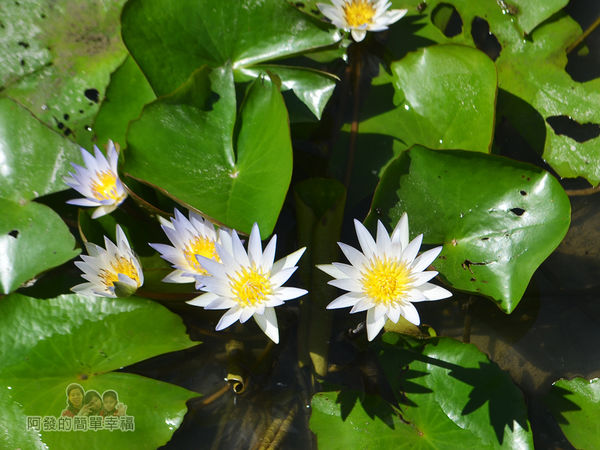 2017雙溪荷所在35-有如在水池中綻放的點點繁星