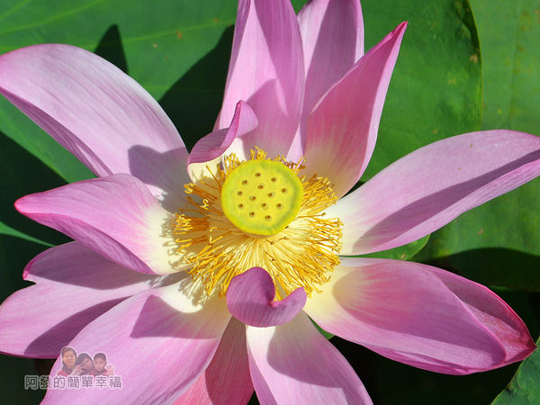 2017雙溪荷所在20-盛開的荷花