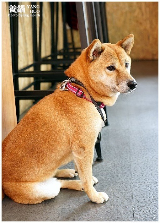 【台中北屯】養鍋Yang Guo石頭涮涮鍋(文心店)‧高CP值、份量十足、寵物友善的獨享鍋物!