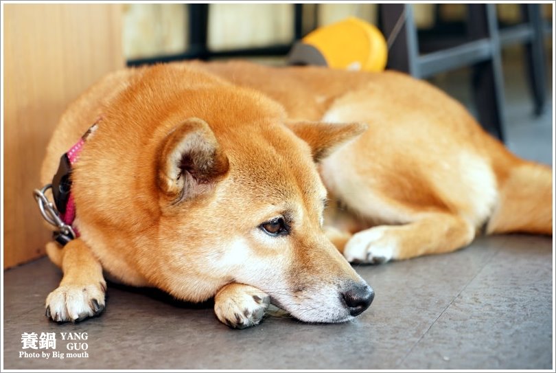 【台中北屯】養鍋Yang Guo石頭涮涮鍋(文心店)‧高CP值、份量十足、寵物友善的獨享鍋物!