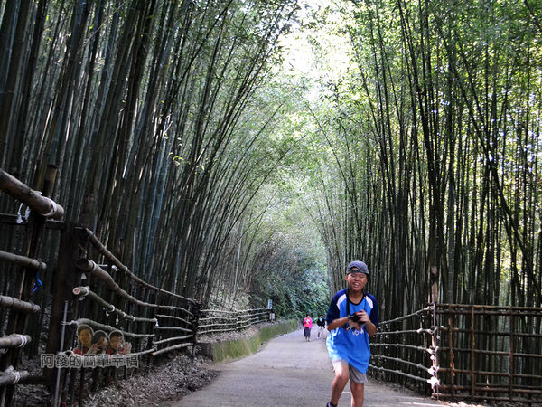 烏嘎彥竹林17-竹林秘境中段