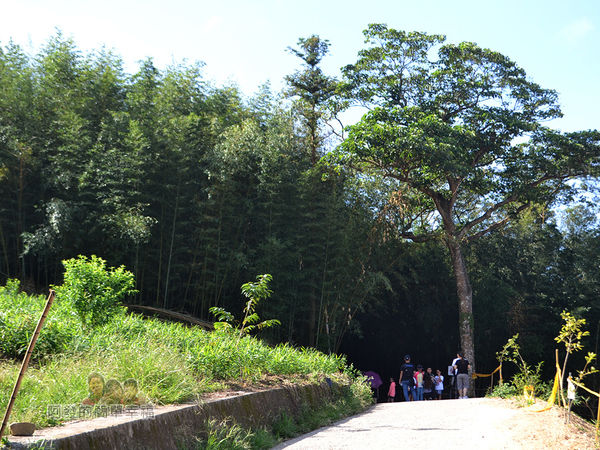 烏嘎彥竹林11-竹林秘境