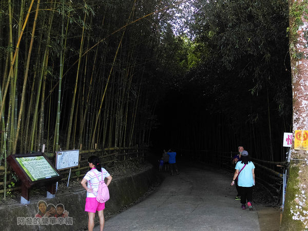 烏嘎彥竹林12-竹林秘境入口