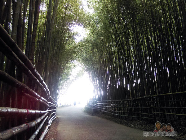 烏嘎彥竹林16-竹林隧道中的入口處一景
