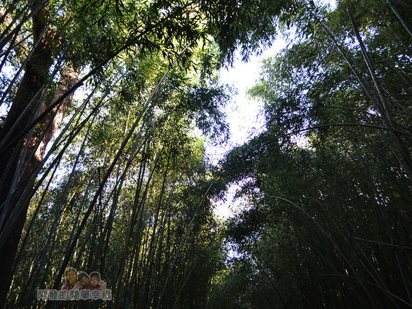 烏嘎彥竹林15-茂密的竹林隧道