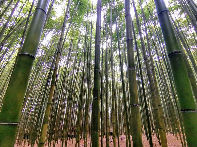 IMG_20190310_135523-1