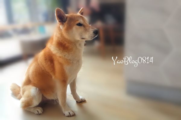 森川_柴犬.jpg 森川_柴犬.jpg