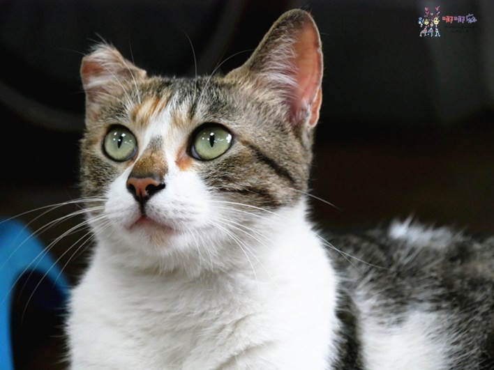 桃園美食,貓八涼麵,金牌好店,冰淇淋,涼麵,午餐,龜山美食,陸光新村