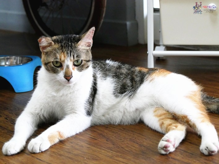 桃園美食,貓八涼麵,金牌好店,冰淇淋,涼麵,午餐,龜山美食,陸光新村