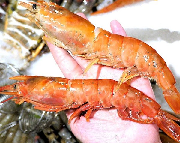 石都府石頭火鍋達人：【新北美食】石都府石頭火鍋達人～新莊火鍋，巨無霸龍蝦＋金多蝦海陸套餐澎湃上桌