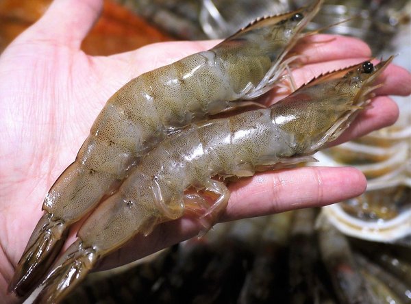 石都府石頭火鍋達人：【新北美食】石都府石頭火鍋達人～新莊火鍋，巨無霸龍蝦＋金多蝦海陸套餐澎湃上桌