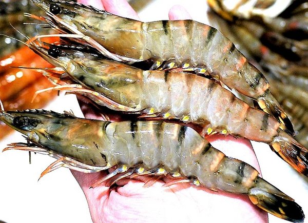 石都府石頭火鍋達人：【新北美食】石都府石頭火鍋達人～新莊火鍋，巨無霸龍蝦＋金多蝦海陸套餐澎湃上桌