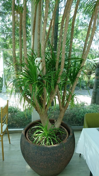 Maison de Verre 梅森維拉:高雄~Maison de Verre 梅森維拉玻璃屋餐廳~浪漫優雅的早午餐~情侶約會餐廳~特色餐廳~