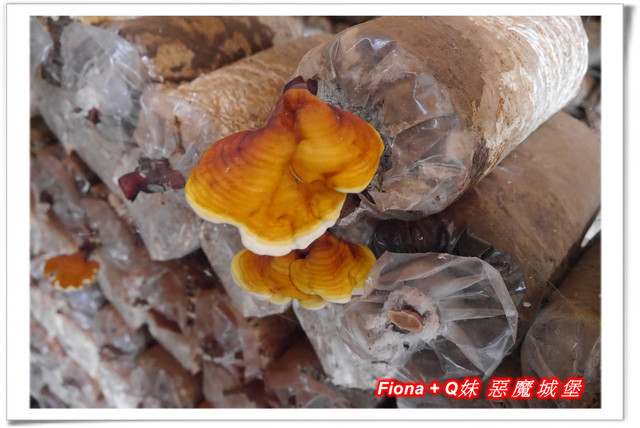 【南投埔里一日遊】桃米親水公園+埔里酒廠+豐年農場+宏基蜜蜂生態農場+敲敲木音樂工房+元首館，無論戲水、美食、觀光、新知通通有，皆是親子同遊好景點 !