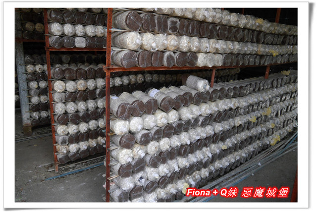 【南投埔里一日遊】桃米親水公園+埔里酒廠+豐年農場+宏基蜜蜂生態農場+敲敲木音樂工房+元首館，無論戲水、美食、觀光、新知通通有，皆是親子同遊好景點 !