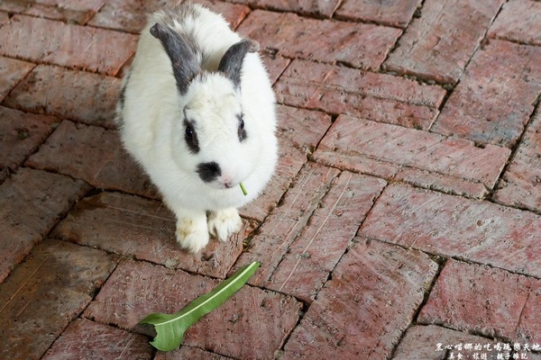 蕭家大院兔子寵物餐廳:屏東︱蕭家大院兔子寵物餐廳 帶著孩子餵兔子、和兔子玩躲貓貓吧!