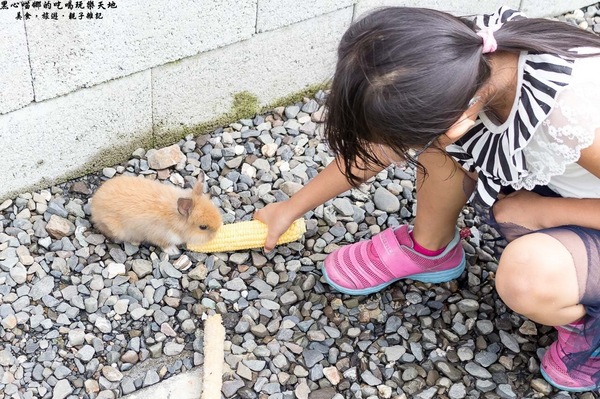 蕭家大院兔子寵物餐廳:屏東︱蕭家大院兔子寵物餐廳 帶著孩子餵兔子、和兔子玩躲貓貓吧!