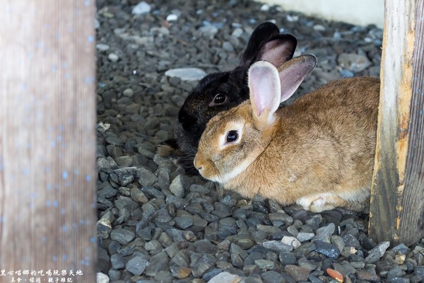 蕭家大院兔子寵物餐廳:屏東︱蕭家大院兔子寵物餐廳 帶著孩子餵兔子、和兔子玩躲貓貓吧!
