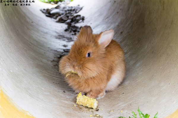 蕭家大院兔子寵物餐廳:屏東︱蕭家大院兔子寵物餐廳 帶著孩子餵兔子、和兔子玩躲貓貓吧!