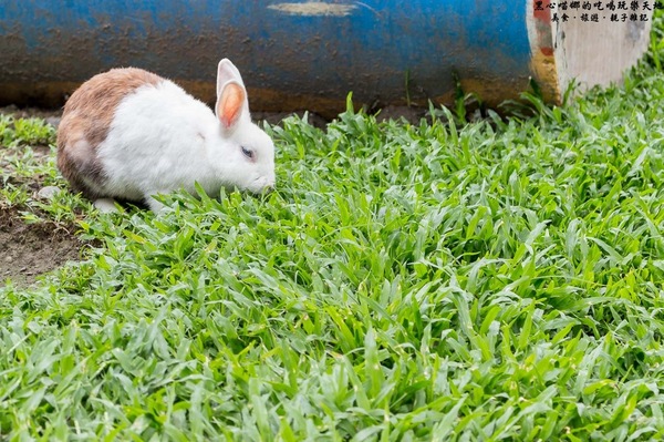 蕭家大院兔子寵物餐廳:屏東︱蕭家大院兔子寵物餐廳 帶著孩子餵兔子、和兔子玩躲貓貓吧!