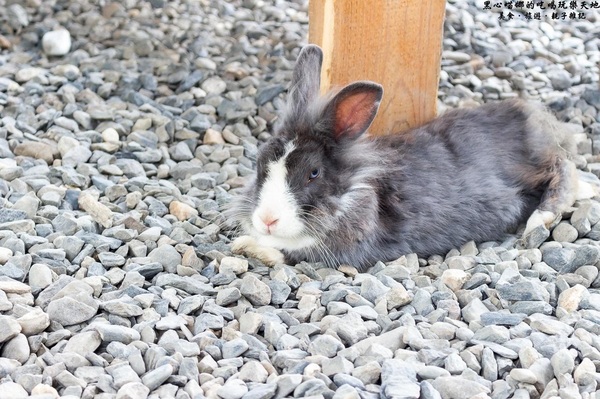 蕭家大院兔子寵物餐廳:屏東︱蕭家大院兔子寵物餐廳 帶著孩子餵兔子、和兔子玩躲貓貓吧!