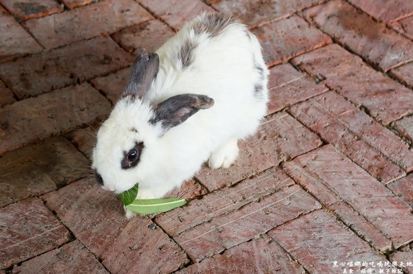 蕭家大院兔子寵物餐廳:屏東︱蕭家大院兔子寵物餐廳 帶著孩子餵兔子、和兔子玩躲貓貓吧!