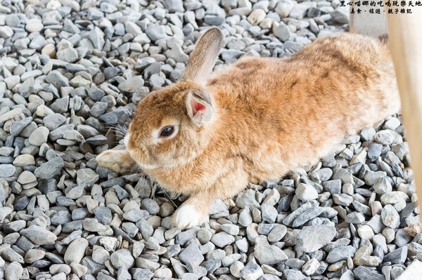 蕭家大院兔子寵物餐廳:屏東︱蕭家大院兔子寵物餐廳 帶著孩子餵兔子、和兔子玩躲貓貓吧!