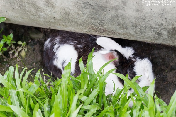 蕭家大院兔子寵物餐廳:屏東︱蕭家大院兔子寵物餐廳 帶著孩子餵兔子、和兔子玩躲貓貓吧!