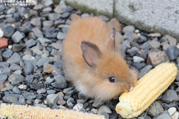 蕭家大院兔子寵物餐廳:屏東︱蕭家大院兔子寵物餐廳 帶著孩子餵兔子、和兔子玩躲貓貓吧!