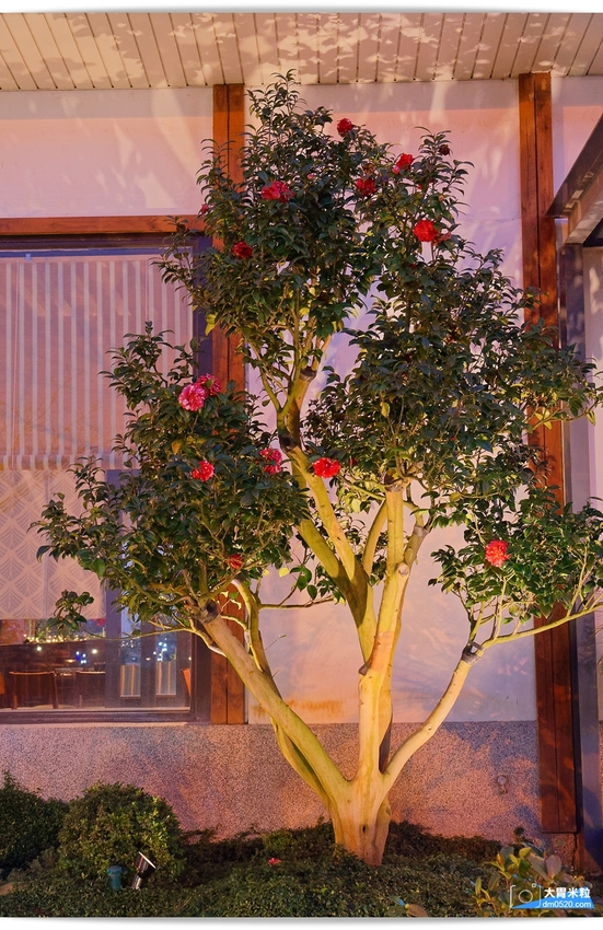 桃園日式料理推薦,森料理,時尚日式禪風庭院造景餐廳,嚐著珍貴日本A5+和牛~小小一口真銷魂,桃園海鮮餐廳推薦,桃園商務會議/家庭聚餐/尾牙宴客/包廂餐廳推薦, - 大胃米粒 DAVID & M