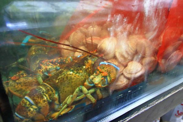 【桃園美食】森日式料理-CP值極高！超豪華日式庭園景觀餐廳