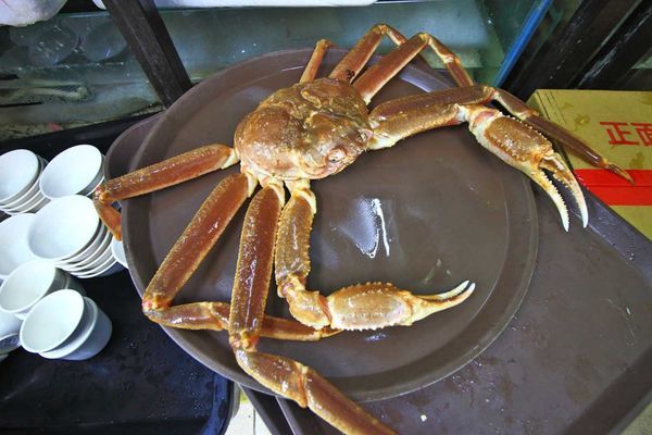 【桃園美食】森日式料理-CP值極高！超豪華日式庭園景觀餐廳