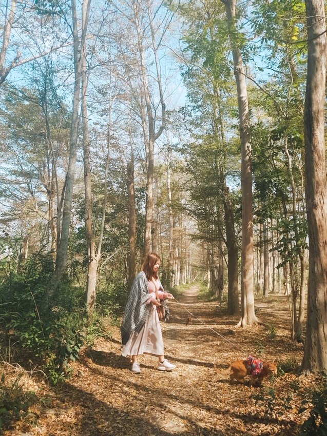 237786.jpg - 【台南.仁德】免費景點可帶寵物。虎山林場超美的樹蔭大道。拍網美照的最佳去處