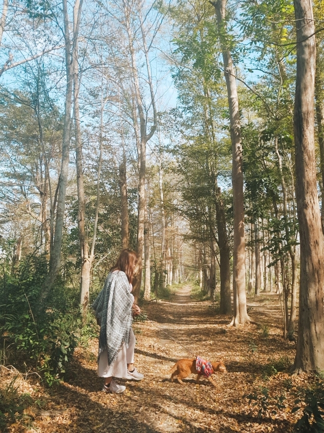 240211.jpg - 【台南.仁德】免費景點可帶寵物。虎山林場超美的樹蔭大道。拍網美照的最佳去處