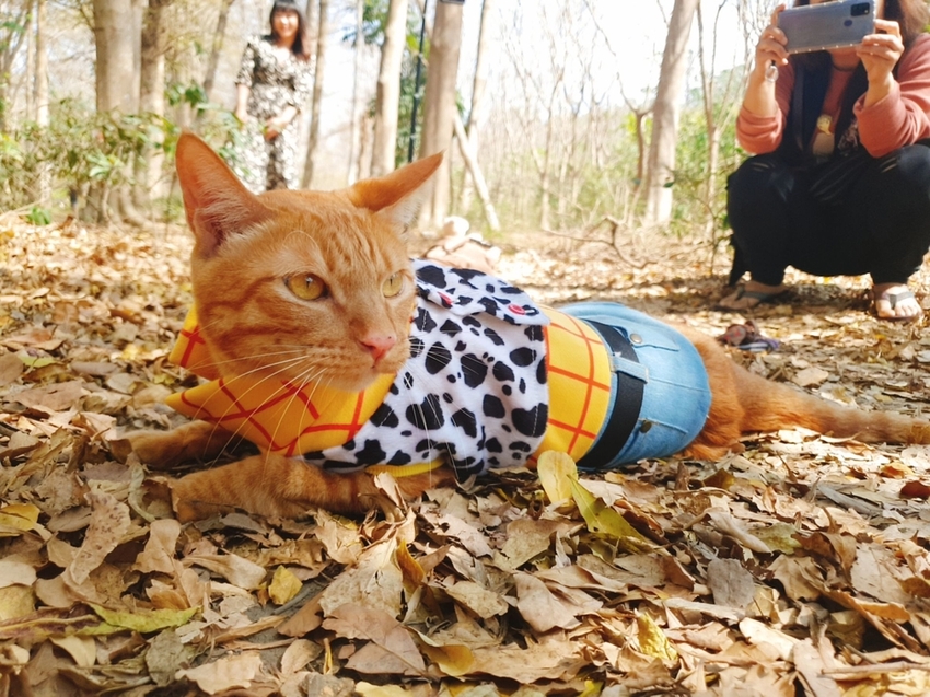 237794.jpg - 【台南.仁德】免費景點可帶寵物。虎山林場超美的樹蔭大道。拍網美照的最佳去處