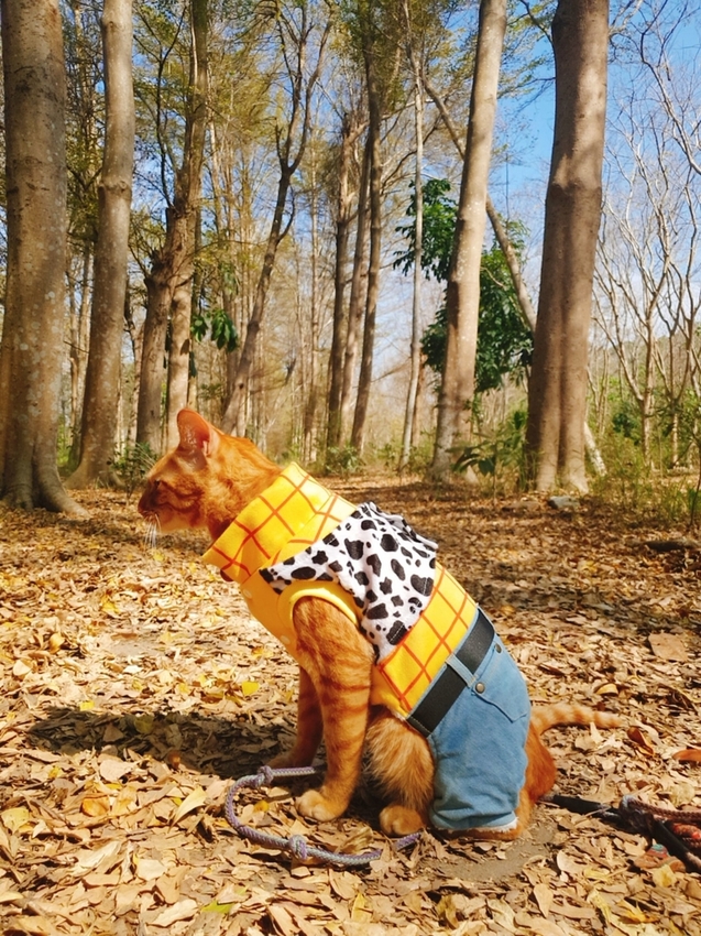 237793.jpg - 【台南.仁德】免費景點可帶寵物。虎山林場超美的樹蔭大道。拍網美照的最佳去處