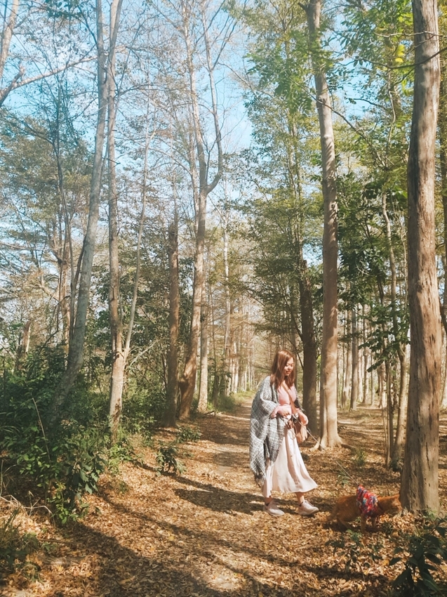 240209.jpg - 【台南.仁德】免費景點可帶寵物。虎山林場超美的樹蔭大道。拍網美照的最佳去處