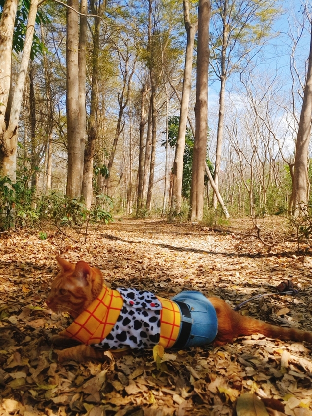 240205.jpg - 【台南.仁德】免費景點可帶寵物。虎山林場超美的樹蔭大道。拍網美照的最佳去處