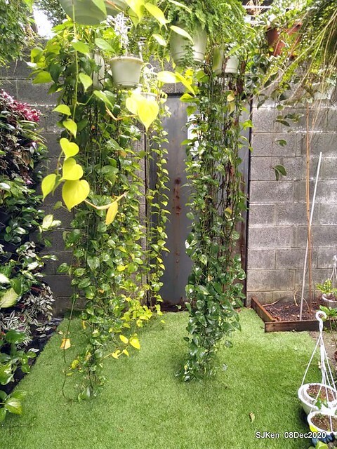 Afternoon Tea at Gen Sun Lin-Jen Residence , SJKen, Taipei, Taiwan, Dec 8, 2020.