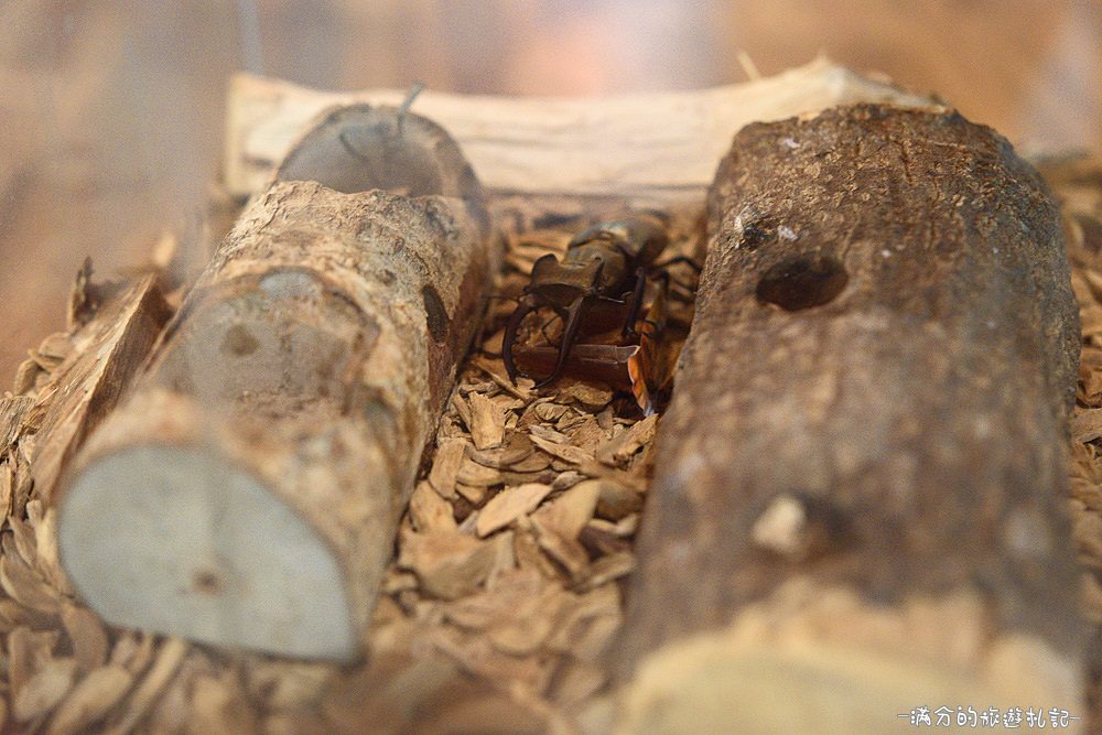 新竹關西景點》宏晟菇業休閒園區 LOVE草原咖啡下午茶 親子沙坑戲水遊樂趣 - 滿分的旅遊札記