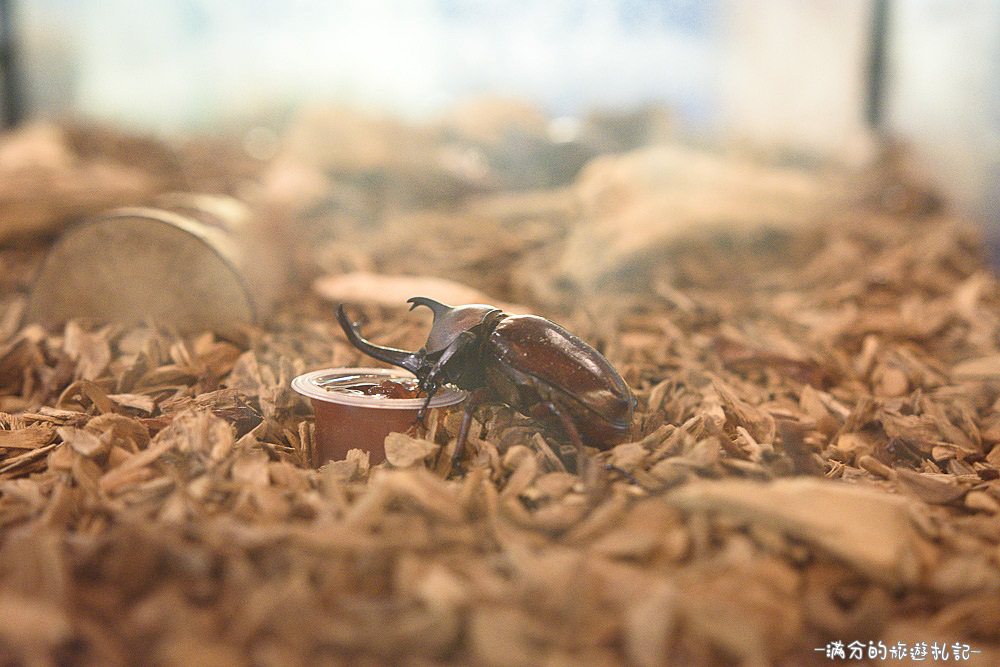 新竹關西景點》宏晟菇業休閒園區 LOVE草原咖啡下午茶 親子沙坑戲水遊樂趣 - 滿分的旅遊札記