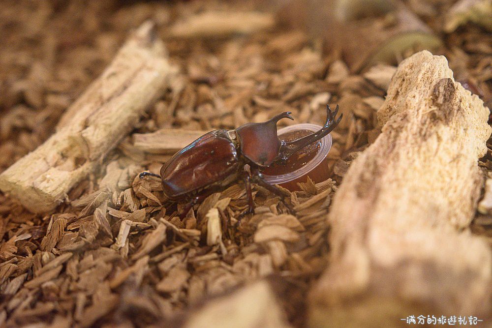 新竹關西景點》宏晟菇業休閒園區 LOVE草原咖啡下午茶 親子沙坑戲水遊樂趣 - 滿分的旅遊札記