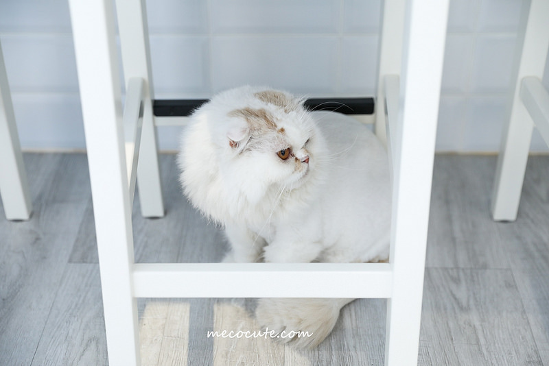 框影咖啡永康店 @陳小可的吃喝玩樂