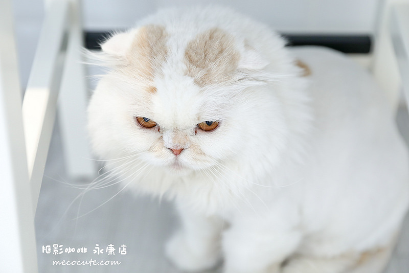 框影咖啡永康店 @陳小可的吃喝玩樂