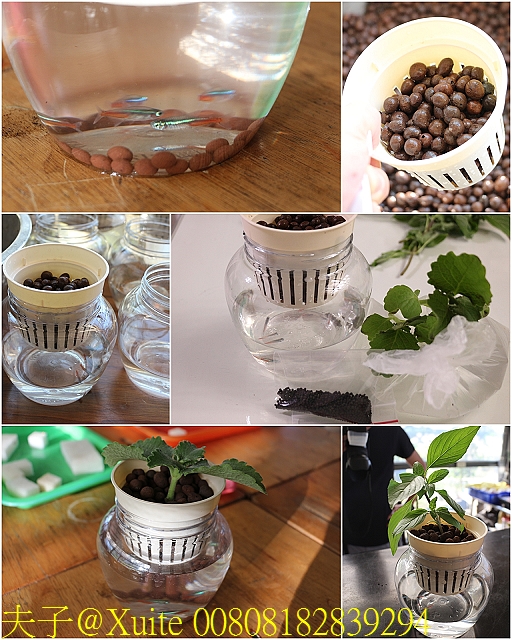 00808182839294.jpg - 大溪魚菜共生坊 2019/09/12 