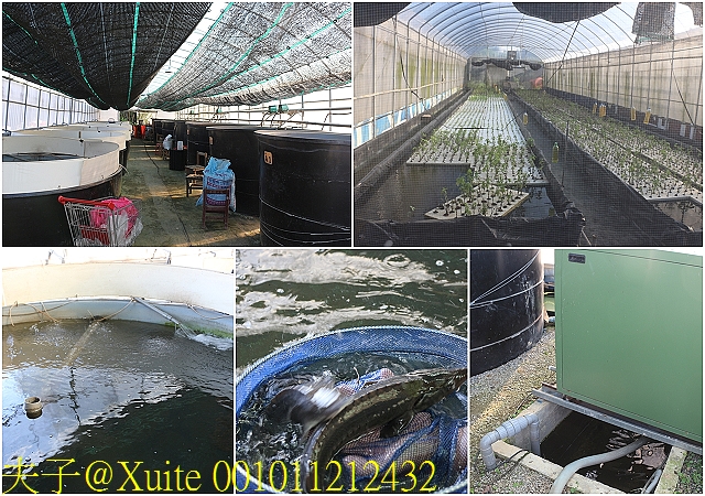 001011212432.jpg - 大溪魚菜共生坊 2019/09/12 