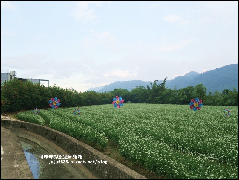 大溪韭菜花季23.JPG