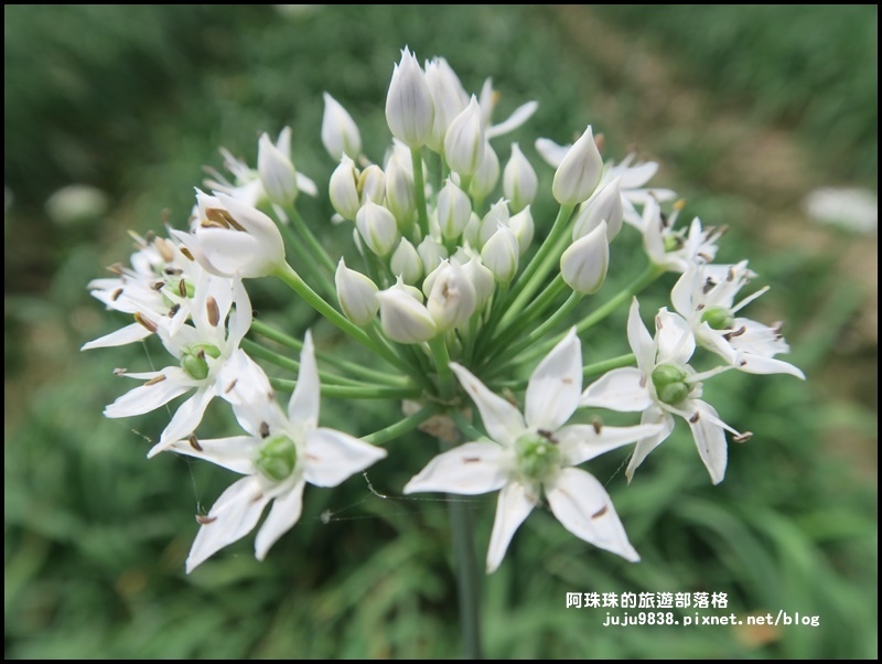 大溪韭菜花季8.JPG