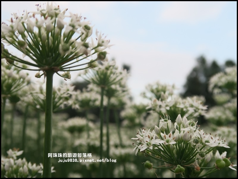 大溪韭菜花季26.JPG