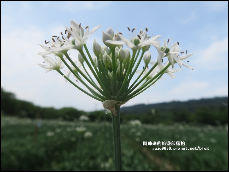 大溪韭菜花季7.JPG